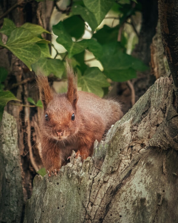 un écureuil caché dans un arbre regarde l'objectif