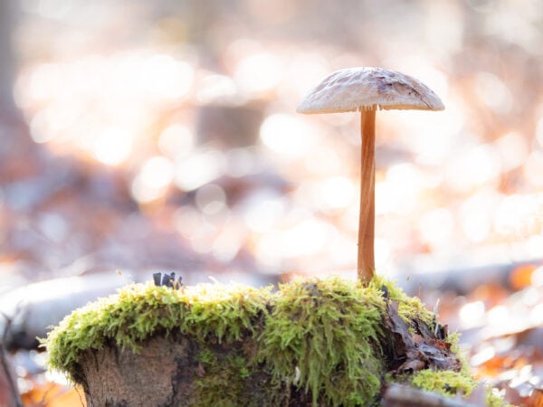 en automne on peut profiter de la forêt pour cueillir des champignons