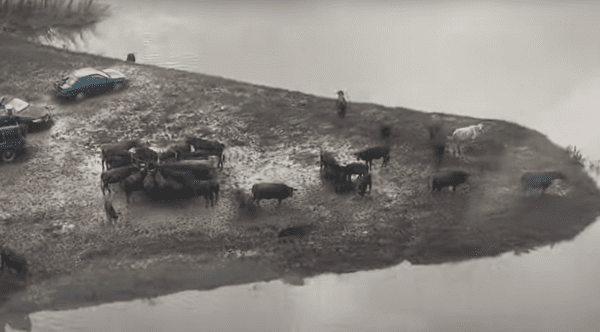 en Australie, des vaches sont encerclées par l'eau lors des inondations