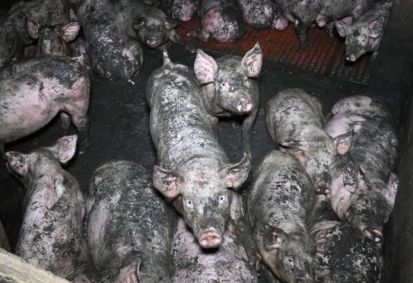des cochons recouverts d'excréments dans une ferme en Grande-Bretagne