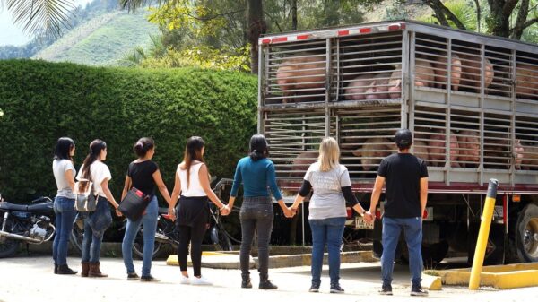 Des militants se tiennent la main devant un camion de cochons juste avant qu'il meurent dans un abattoir de Medellin