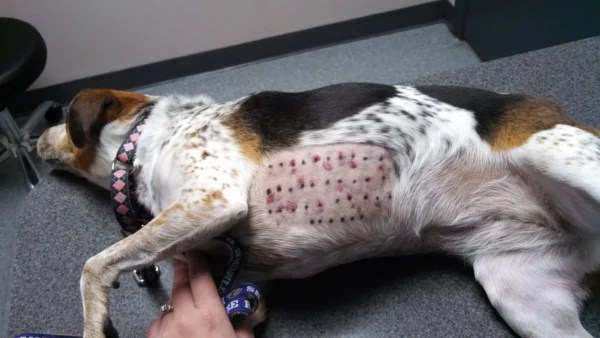 un beagle est allongé sur le côté et présente un flanc tondu avec une multitude de tests dermatologiques et des réactions cutanées
