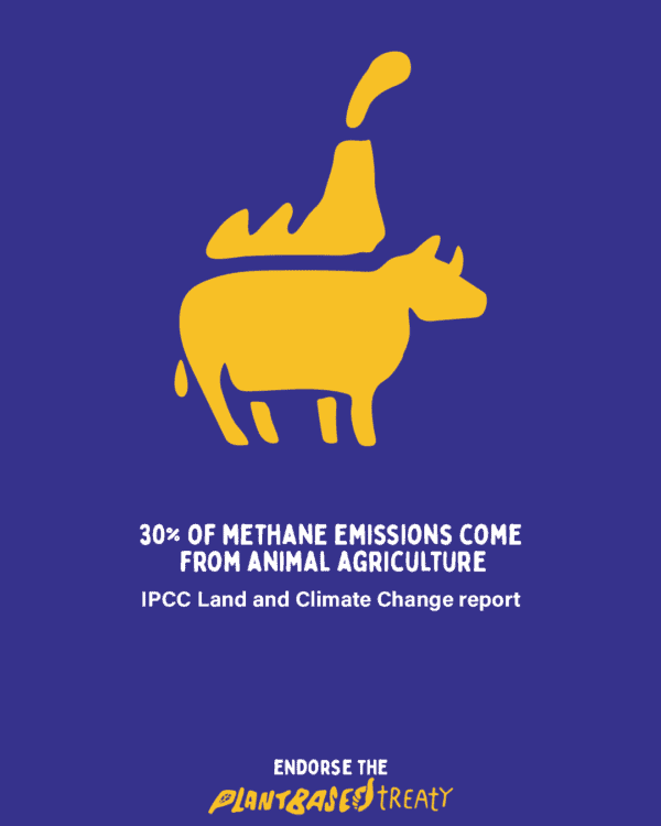 selon le GIEC, 30% des émissions de méthane vient de l'agriculture animale