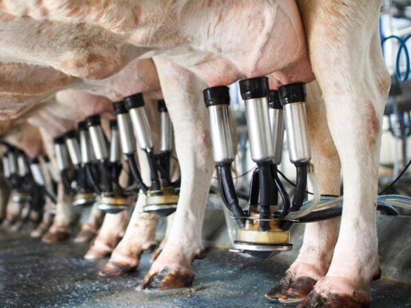 Des machines à traire les vaches à perte de vue