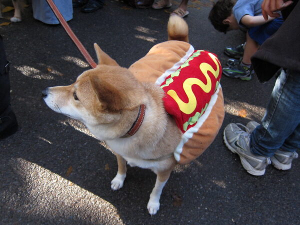 un shiba avec un déguisement de hot dog